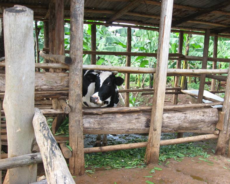 Ggulama demo farm